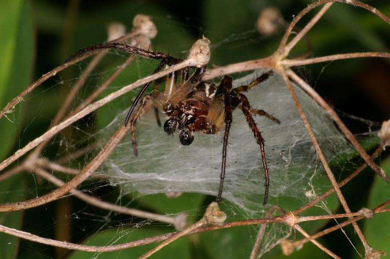 Larinioides_cornutus_D5053_Z_88_Les Gris_Frankrijk.jpg